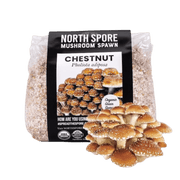 Organic Chestnut Mushroom Grain Spawn - BetterGrow Hydro