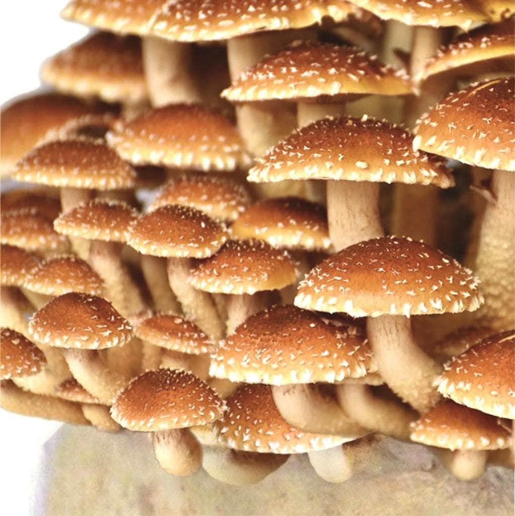 Organic Chestnut Mushroom Grow Kit Fruiting Block - BetterGrow Hydro
