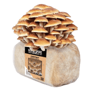 Organic Chestnut Mushroom Grow Kit Fruiting Block - BetterGrow Hydro