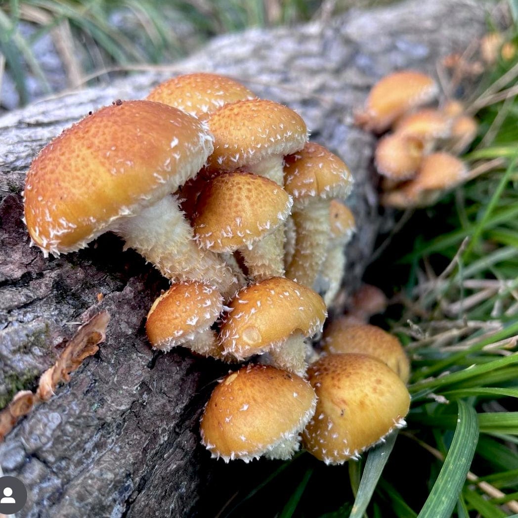 Organic Chestnut Mushroom Plug Spawn - BetterGrow Hydro
