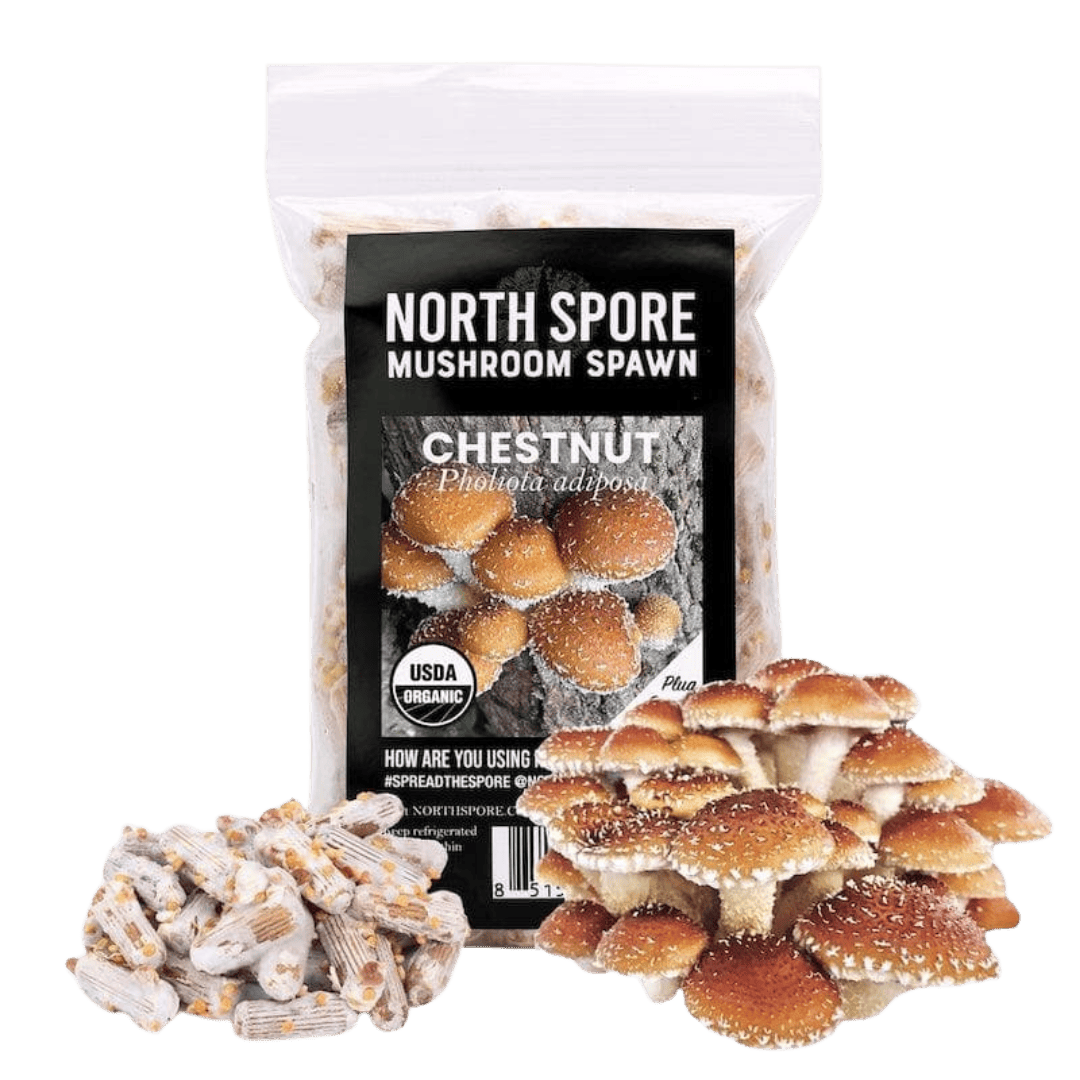 Organic Chestnut Mushroom Plug Spawn - BetterGrow Hydro