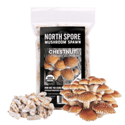 Organic Chestnut Mushroom Plug Spawn - BetterGrow Hydro