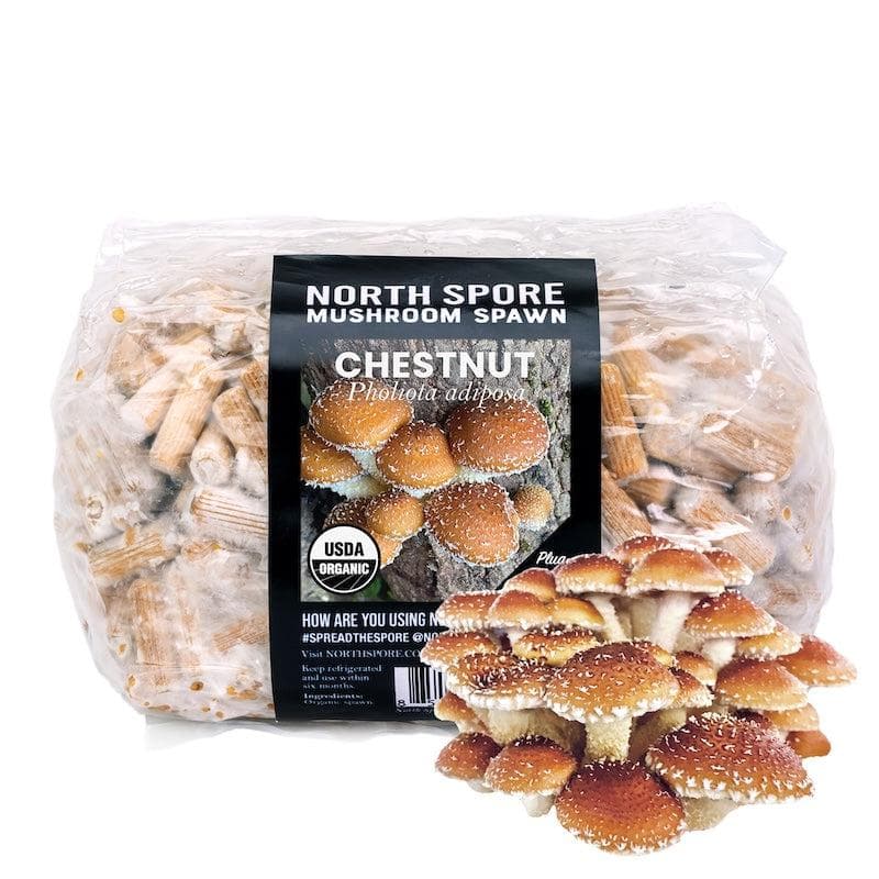 Organic Chestnut Mushroom Plug Spawn - BetterGrow Hydro