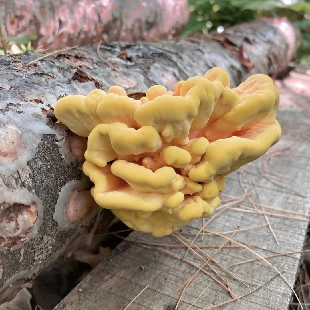 Organic Chicken of the Woods Mushroom Log Kit - BetterGrow Hydro