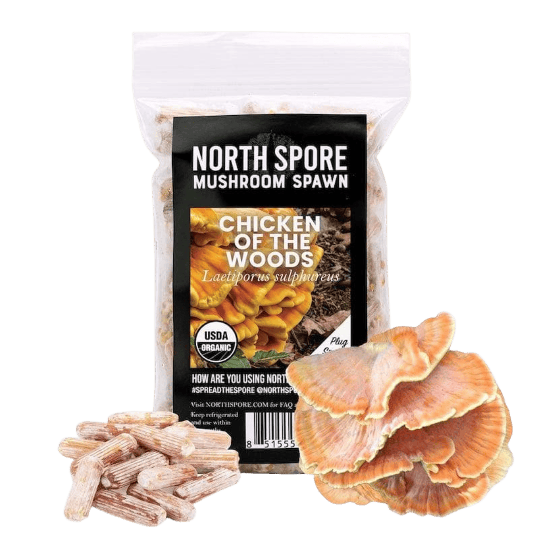 Organic Chicken of the Woods Mushroom Plug Spawn - BetterGrow Hydro