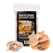Organic Chicken of the Woods Mushroom Plug Spawn - BetterGrow Hydro