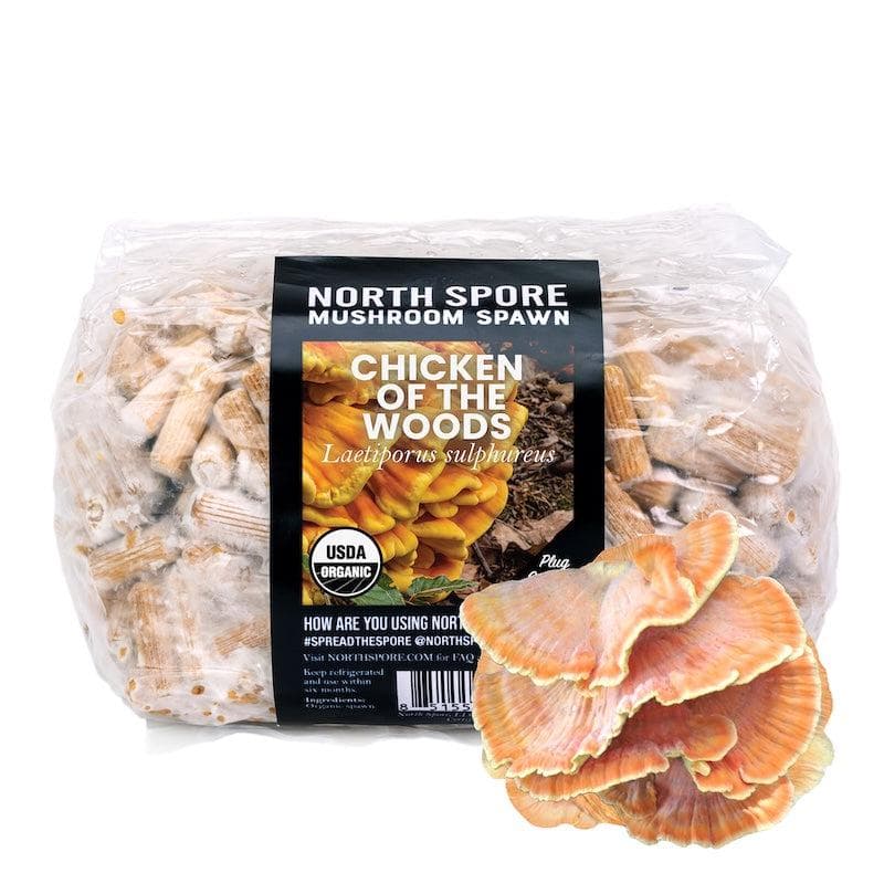 Organic Chicken of the Woods Mushroom Plug Spawn - BetterGrow Hydro