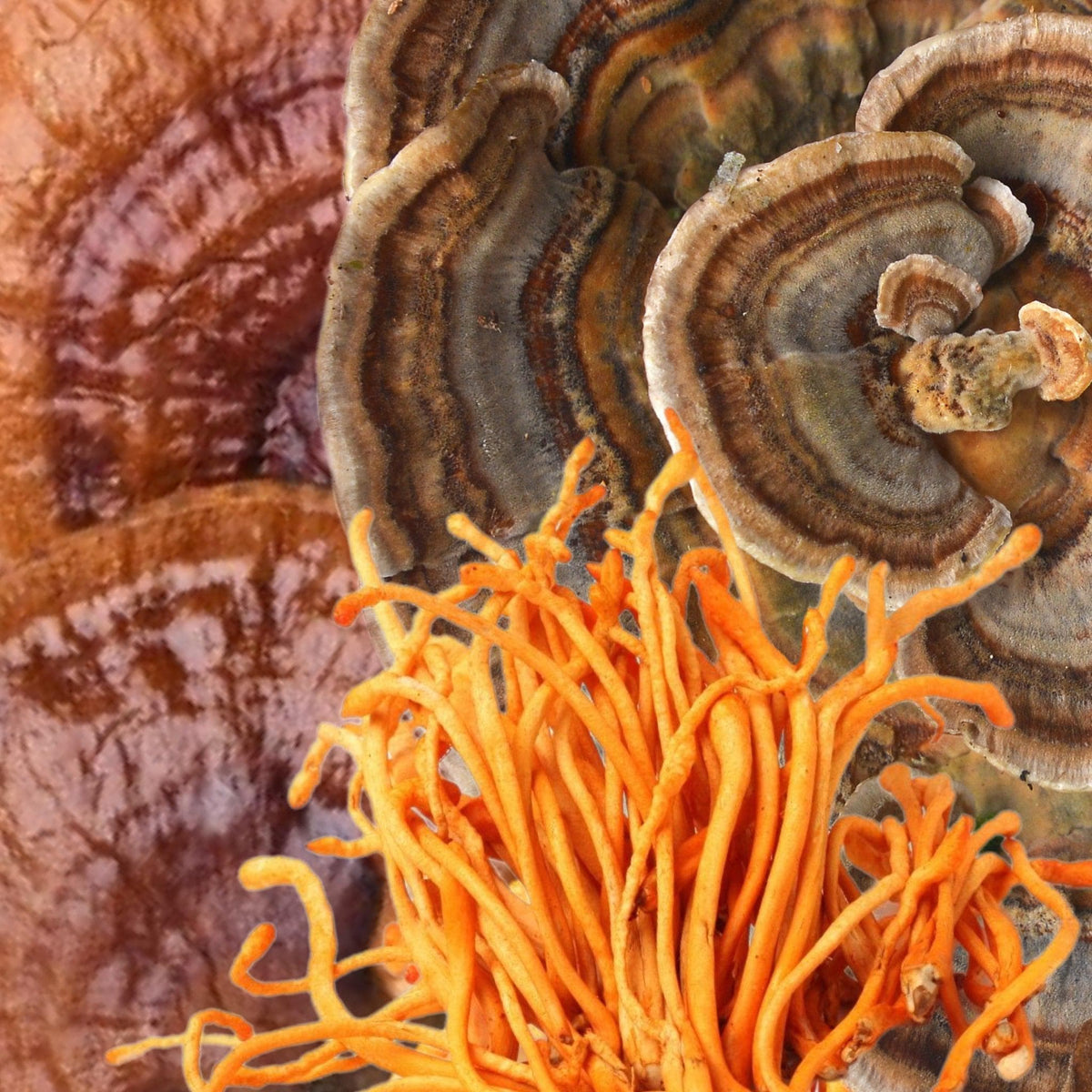 Organic ‘Energy’ Mushroom Capsules (High Potency) - BetterGrow Hydro