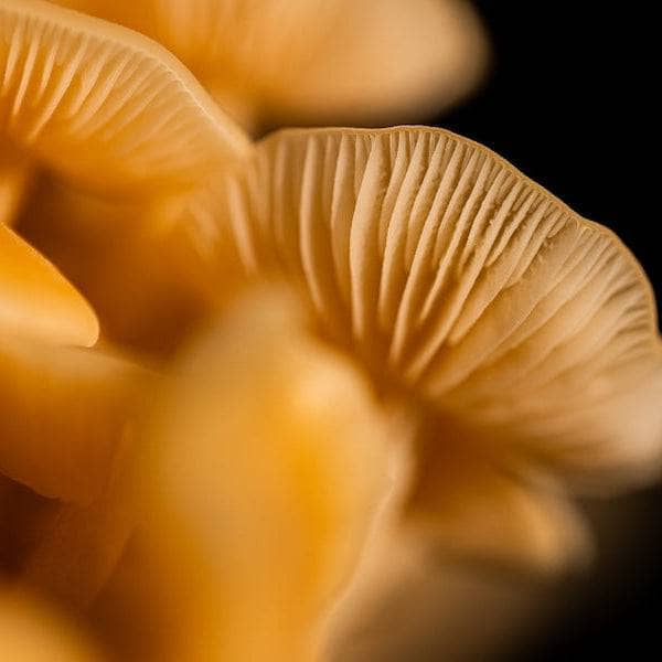 Organic Golden Enoki Mushroom Grain Spawn - BetterGrow Hydro