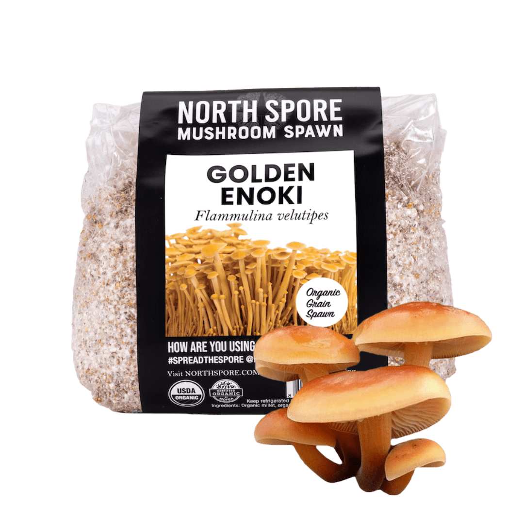 Organic Golden Enoki Mushroom Grain Spawn - BetterGrow Hydro
