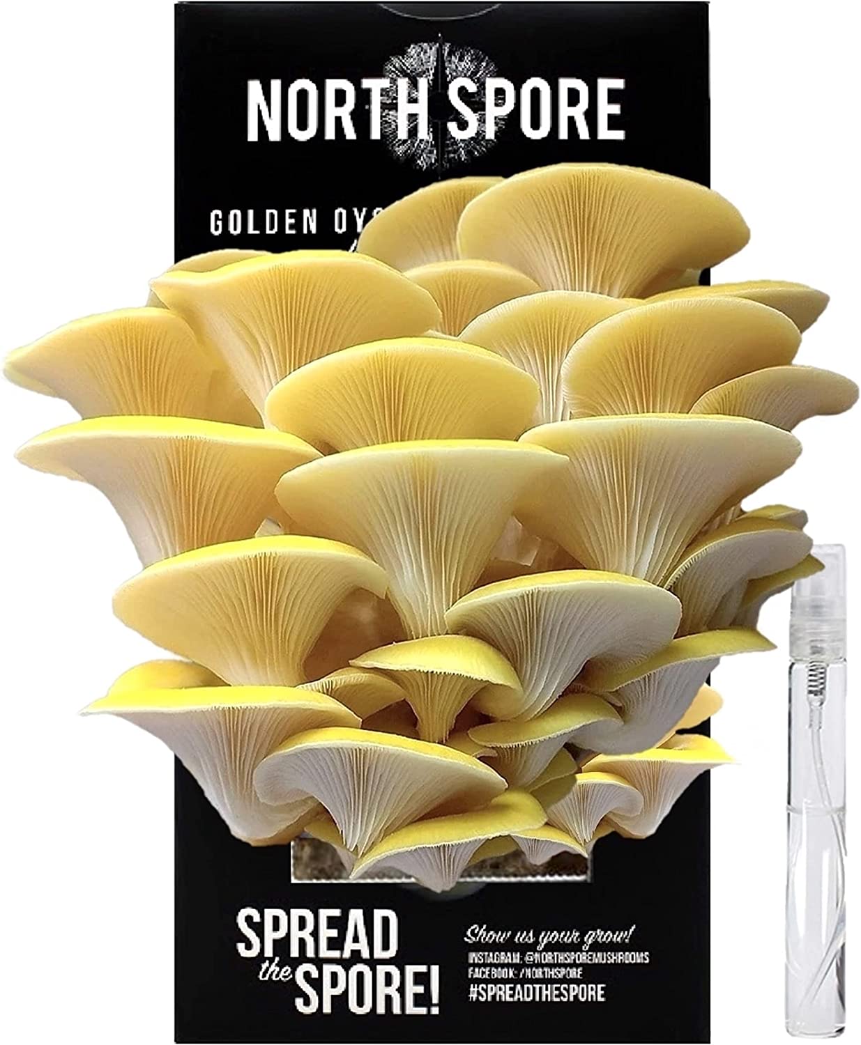 Organic Golden Oyster ‘Spray & Grow’ Mushroom Growing Kit - BetterGrow Hydro