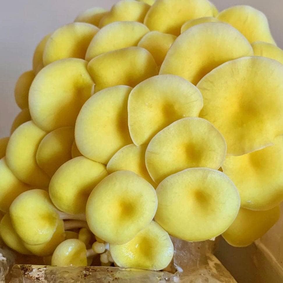 Organic Golden Oyster ‘Spray & Grow’ Mushroom Growing Kit - BetterGrow Hydro