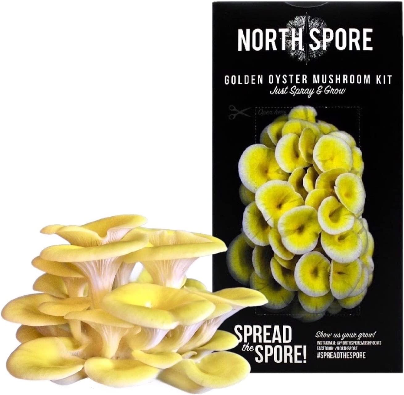 Organic Golden Oyster ‘Spray & Grow’ Mushroom Growing Kit - BetterGrow Hydro