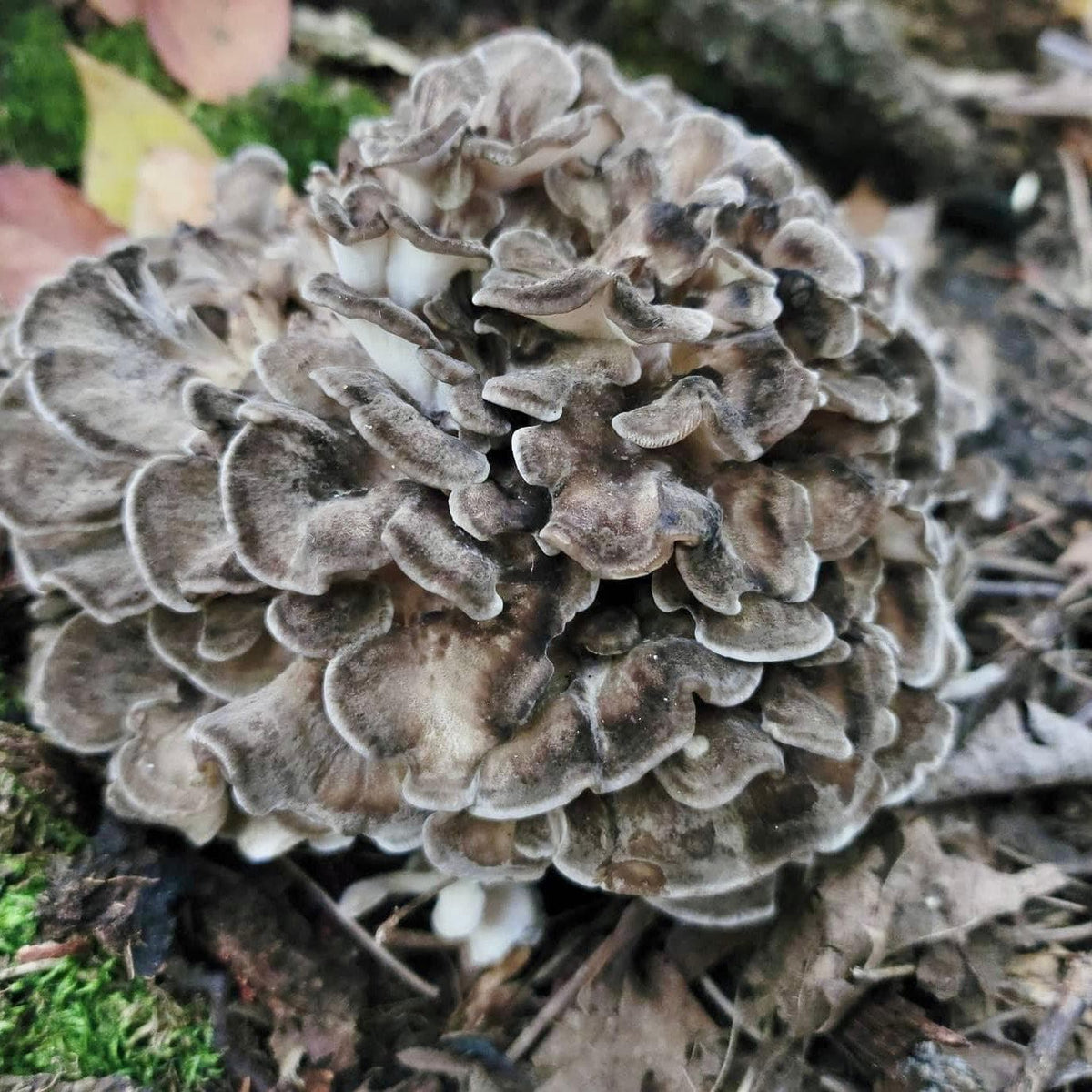 Organic Hen of the Woods (Maitake) Plug Spawn - BetterGrow Hydro