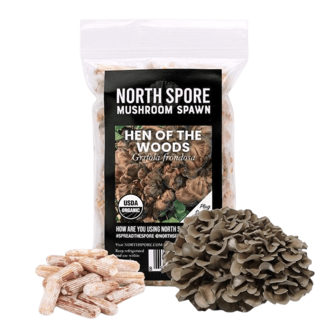 Organic Hen of the Woods (Maitake) Plug Spawn - BetterGrow Hydro