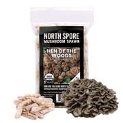 Organic Hen of the Woods (Maitake) Plug Spawn - BetterGrow Hydro