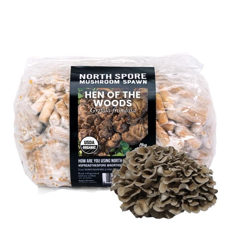 Organic Hen of the Woods (Maitake) Plug Spawn - BetterGrow Hydro
