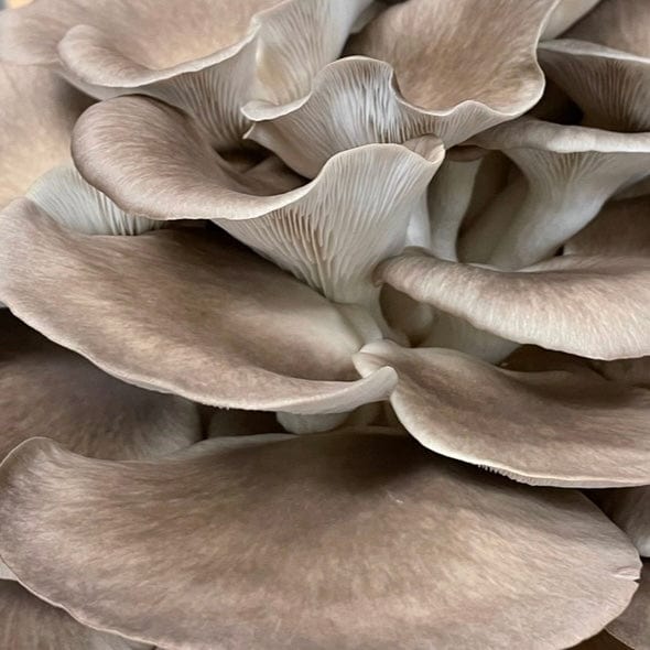 Organic Italian Oyster Mushroom Grain Spawn - BetterGrow Hydro