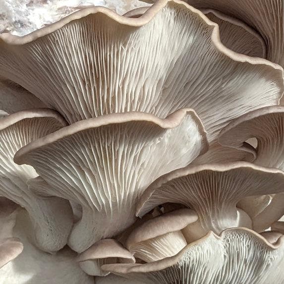 Organic Italian Oyster Mushroom Grain Spawn - BetterGrow Hydro