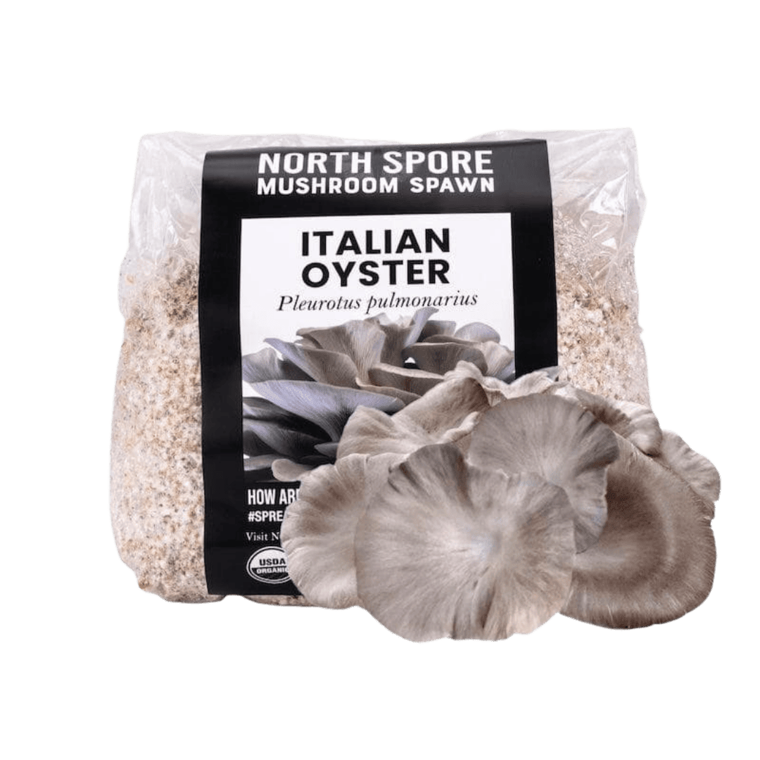 Organic Italian Oyster Mushroom Grain Spawn - BetterGrow Hydro
