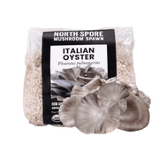 Organic Italian Oyster Mushroom Grain Spawn - BetterGrow Hydro