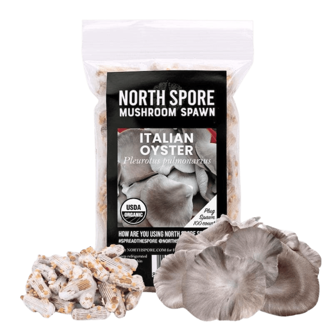 Organic Italian Oyster Mushroom Plug Spawn - BetterGrow Hydro