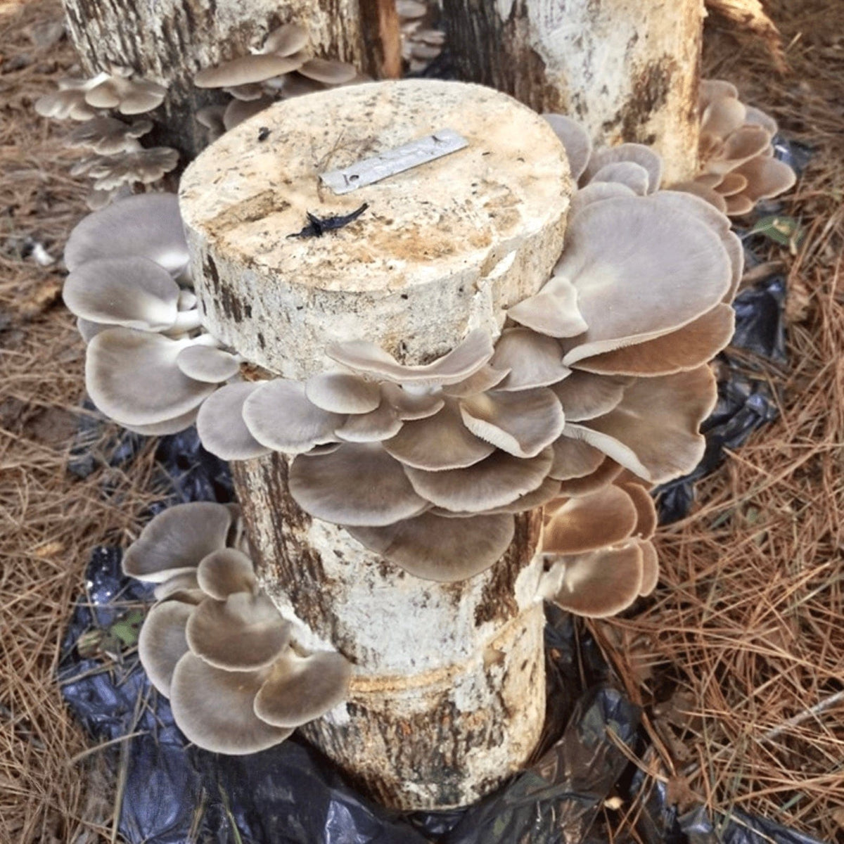 Organic Italian Oyster Mushroom Plug Spawn - BetterGrow Hydro