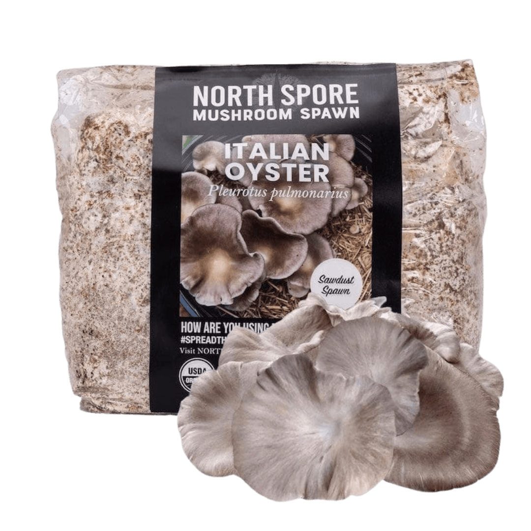 Organic Italian Oyster Mushroom Sawdust Spawn - BetterGrow Hydro