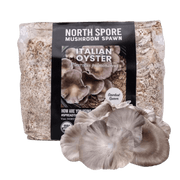 Organic Italian Oyster Mushroom Sawdust Spawn - BetterGrow Hydro