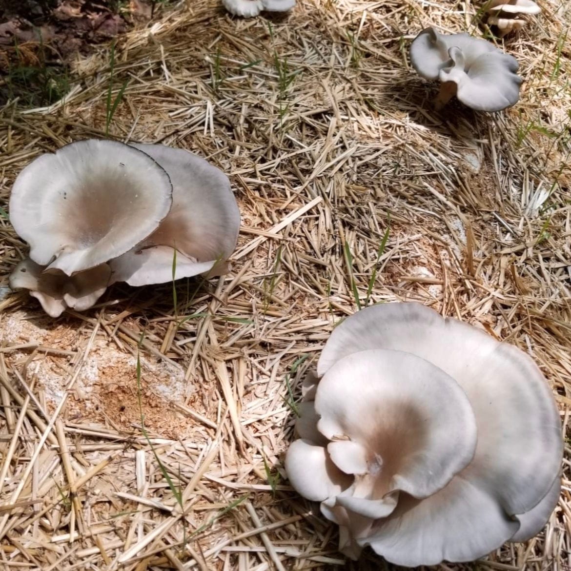 Organic Italian Oyster Mushroom Sawdust Spawn - BetterGrow Hydro