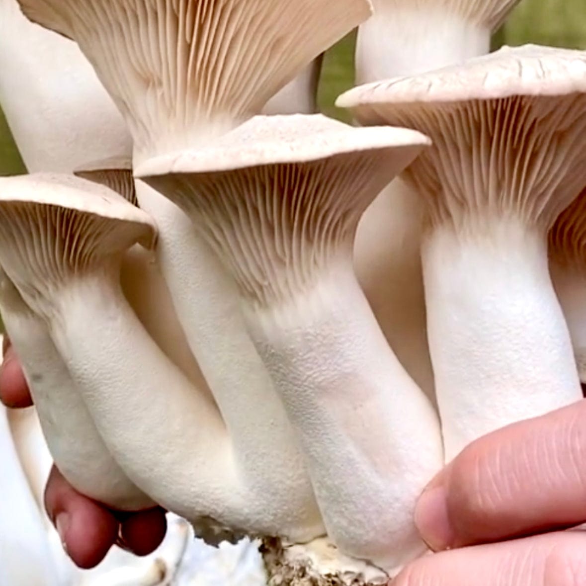 Organic King Trumpet Mushroom Grain Spawn - BetterGrow Hydro