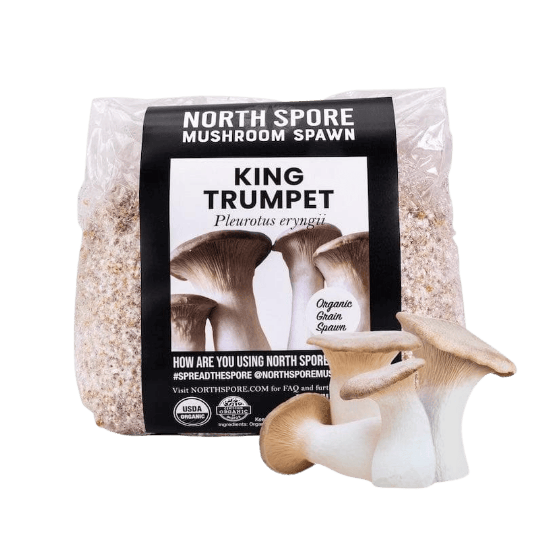 Organic King Trumpet Mushroom Grain Spawn - BetterGrow Hydro