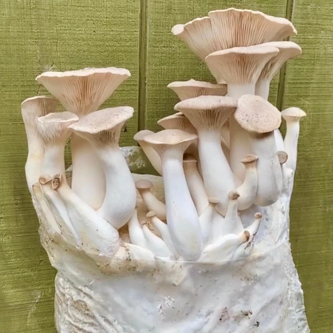 Organic King Trumpet Mushroom Grow Kit Fruiting Block - BetterGrow Hydro