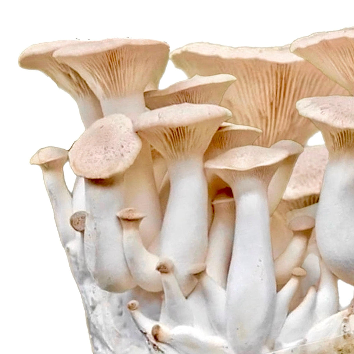 Organic King Trumpet Mushroom Grow Kit Fruiting Block - BetterGrow Hydro