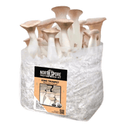 Organic King Trumpet Mushroom Grow Kit Fruiting Block - BetterGrow Hydro