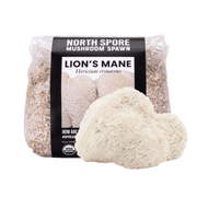 Organic Lion's Mane Mushroom Grain Spawn - BetterGrow Hydro
