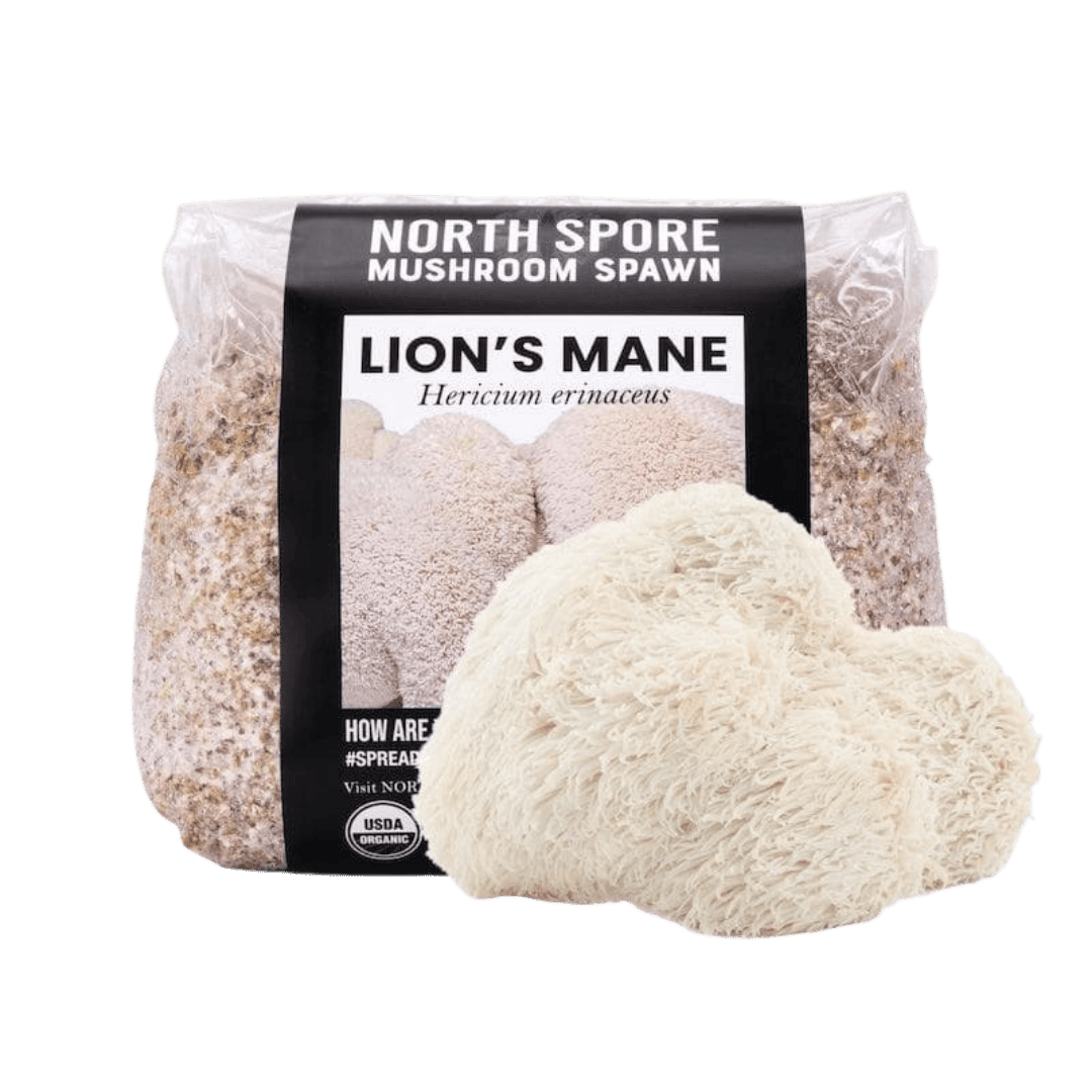 Organic Lion's Mane Mushroom Grain Spawn - BetterGrow Hydro