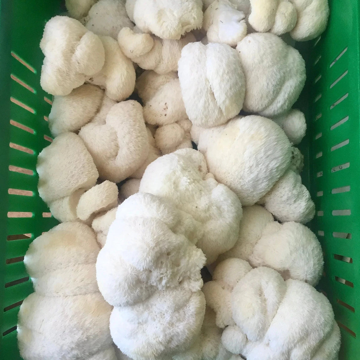 Organic Lion's Mane Mushroom Grain Spawn - BetterGrow Hydro