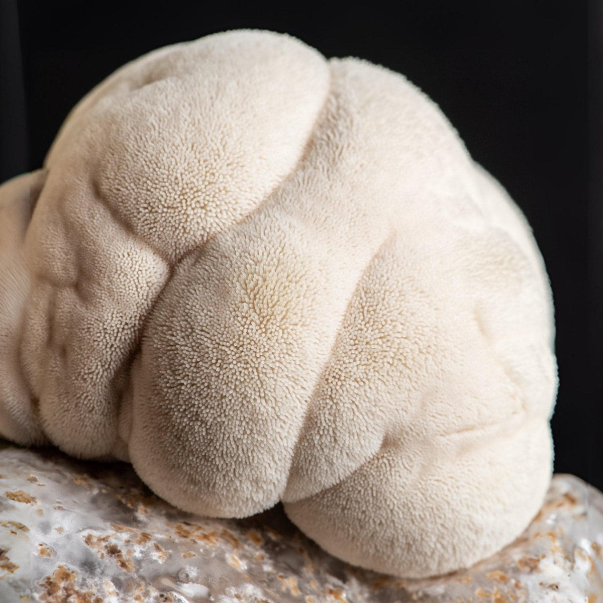 Organic Lion's Mane Mushroom Grain Spawn - BetterGrow Hydro