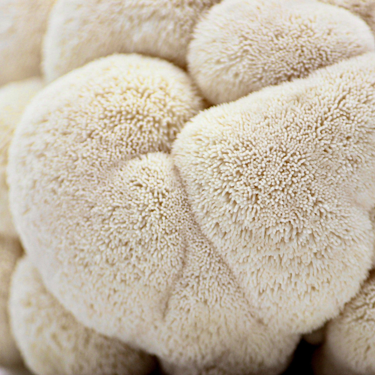 Organic Lion's Mane Mushroom Grow Kit Fruiting Block - BetterGrow Hydro