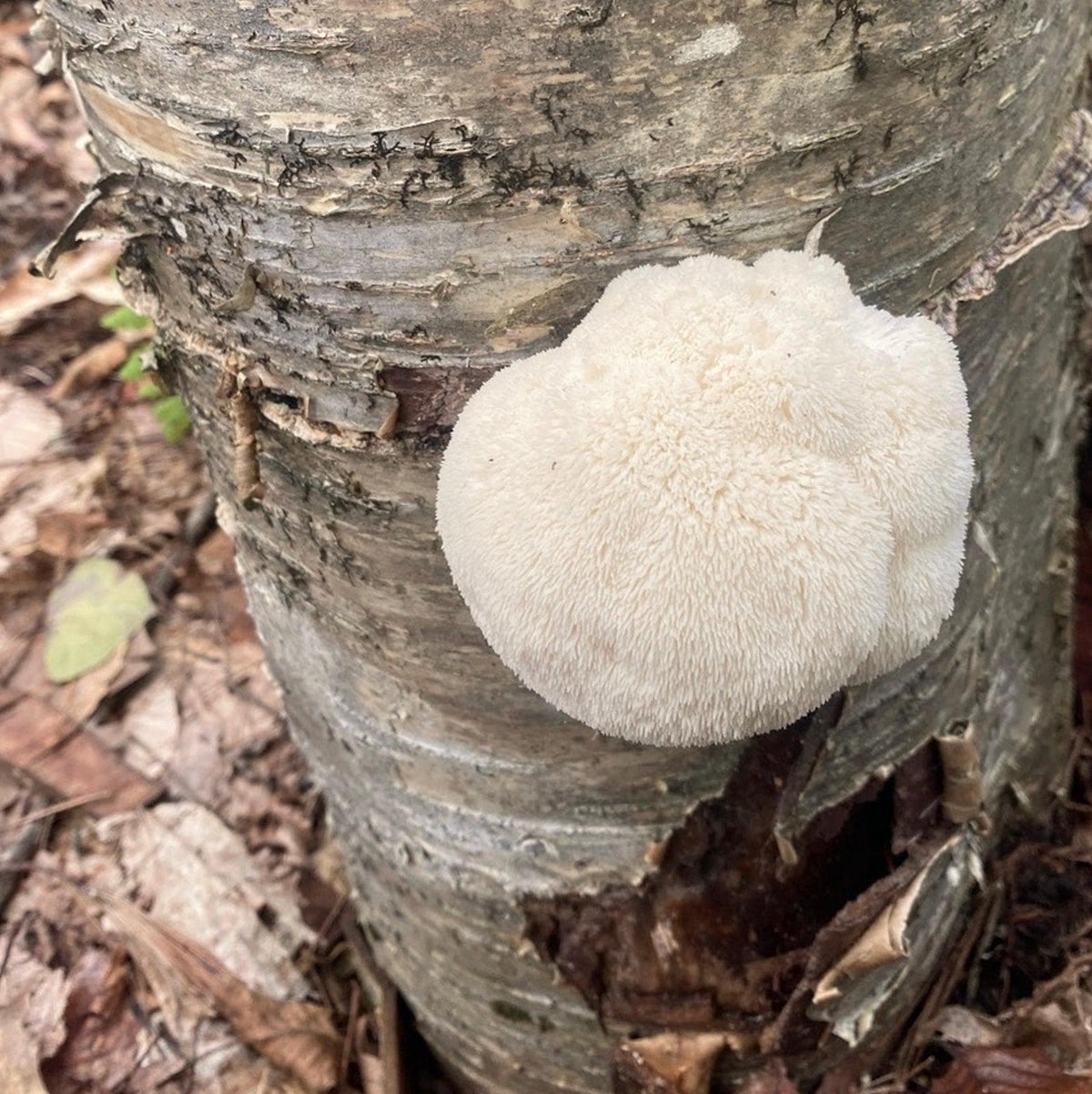 Organic Lion's Mane Mushroom Log Kit - BetterGrow Hydro