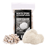 Organic Lion's Mane Mushroom Plug Spawn - BetterGrow Hydro
