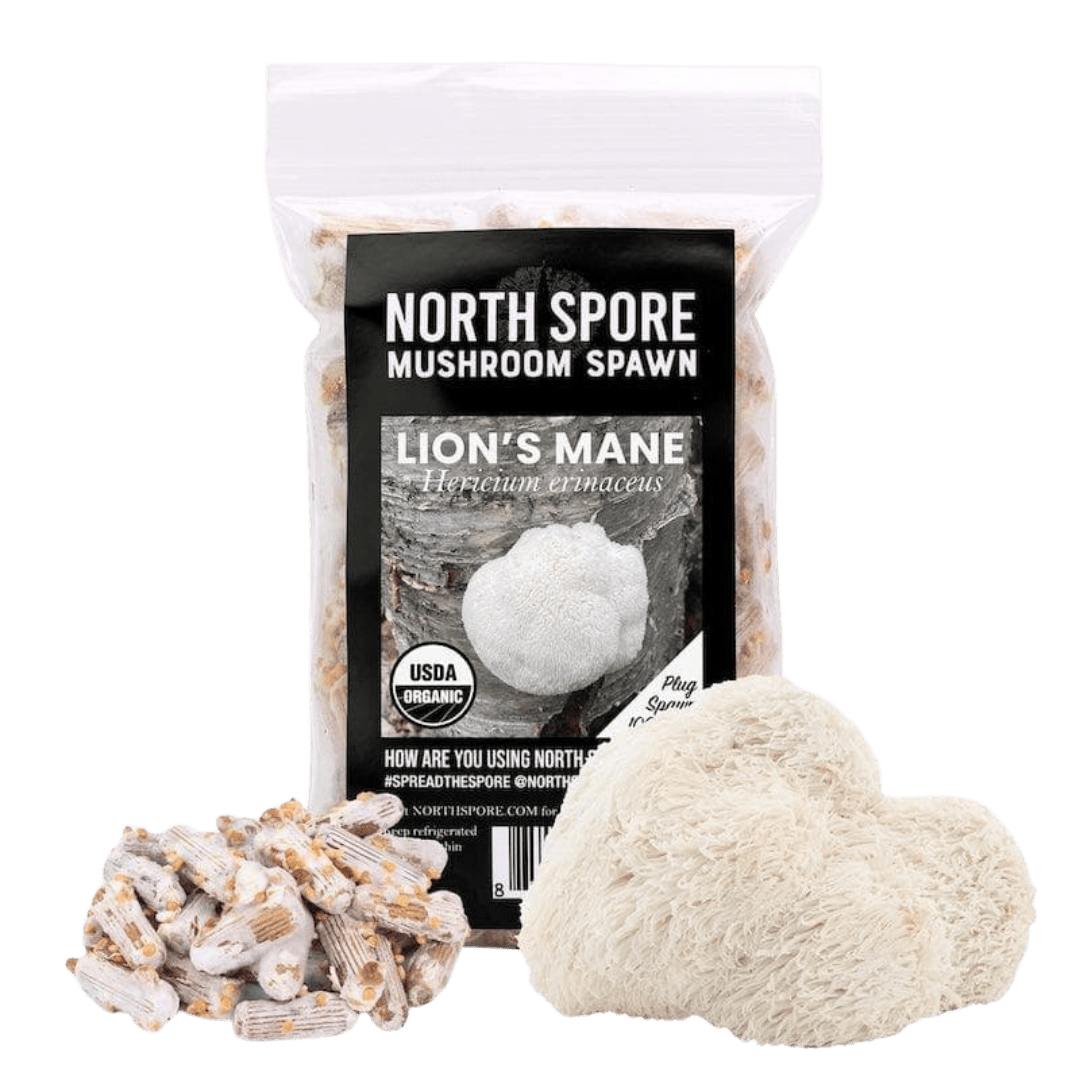 Organic Lion's Mane Mushroom Plug Spawn - BetterGrow Hydro