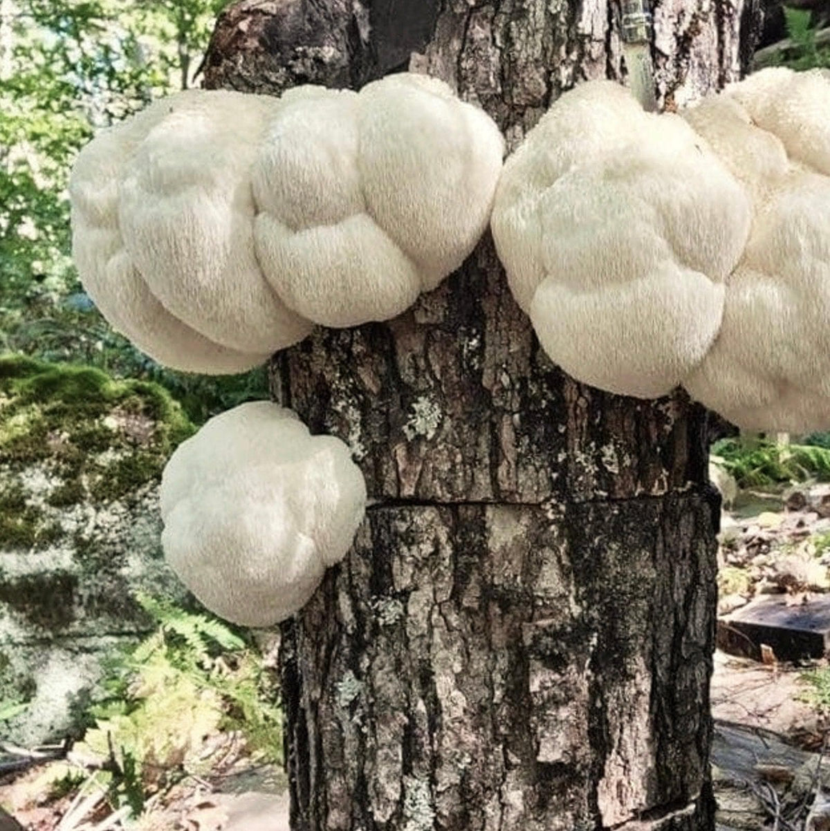 Organic Lion's Mane Mushroom Plug Spawn - BetterGrow Hydro