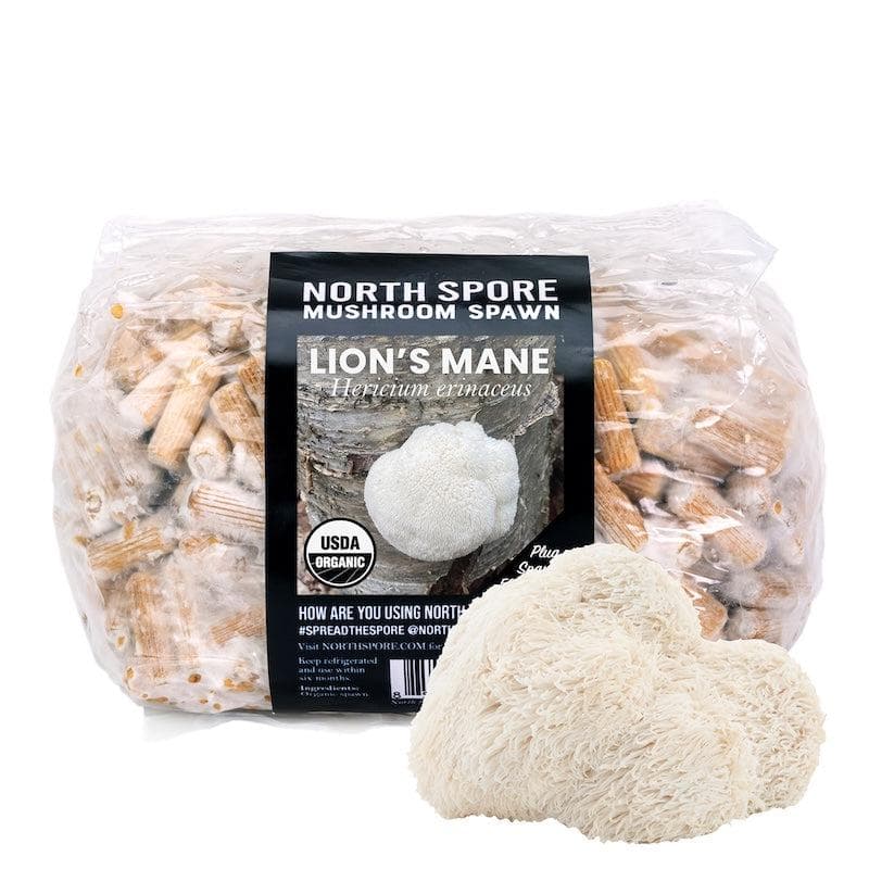 Organic Lion's Mane Mushroom Plug Spawn - BetterGrow Hydro