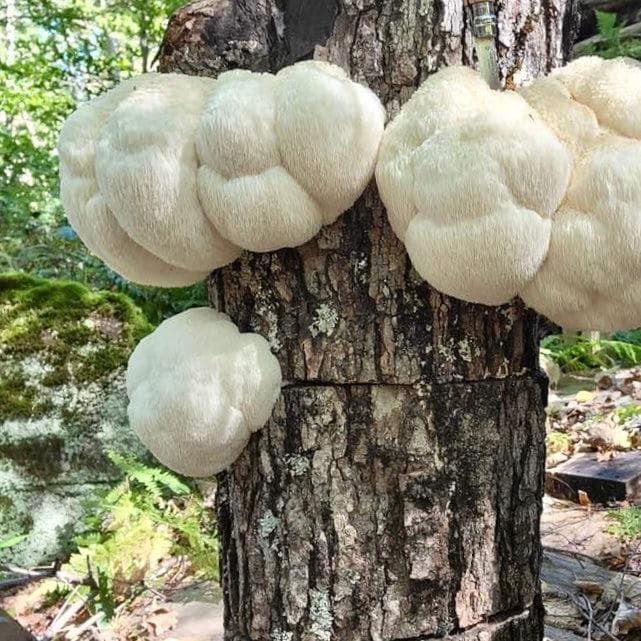 Organic Lion's Mane Mushroom Sawdust Spawn - BetterGrow Hydro