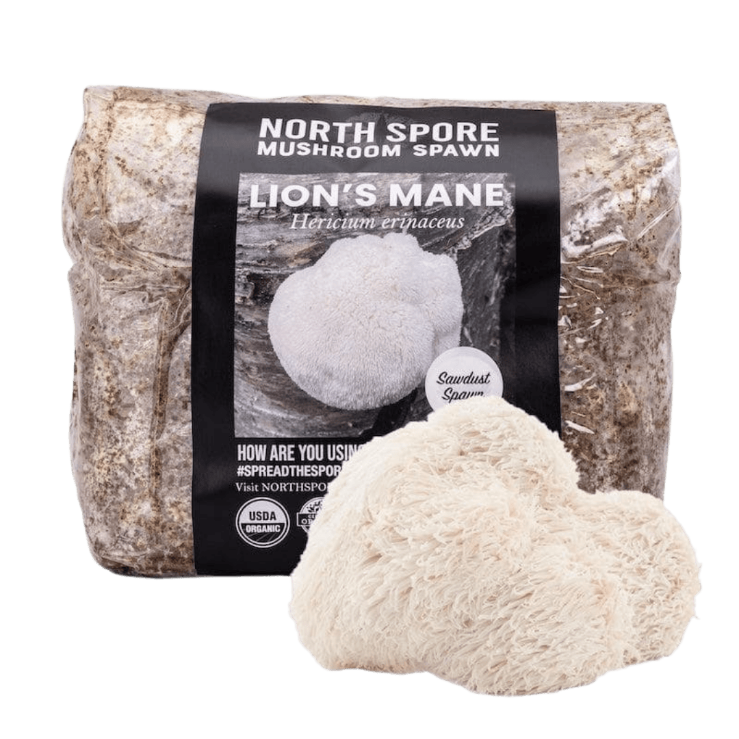 Organic Lion's Mane Mushroom Sawdust Spawn - BetterGrow Hydro
