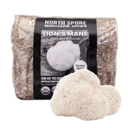 Organic Lion's Mane Mushroom Sawdust Spawn - BetterGrow Hydro