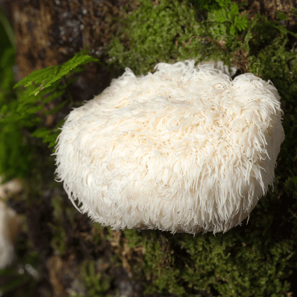 Organic Lion's Mane Mushroom Tincture - BetterGrow Hydro