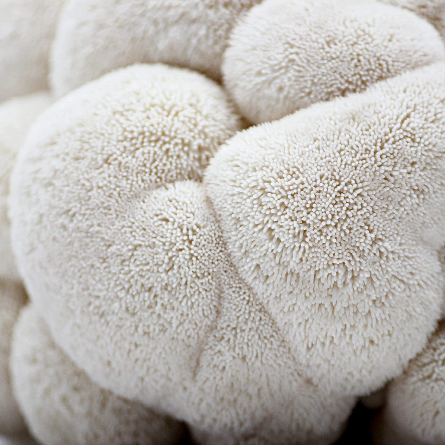 Organic Lion's Mane ‘Spray & Grow’ Mushroom Growing Kit - BetterGrow Hydro